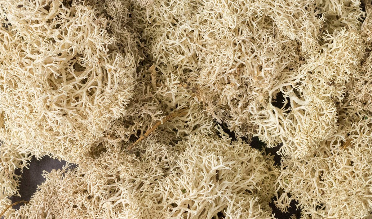 Woodland Scenics 166 Lichen Bag, Natural (86.6 cu in) - House of Trains