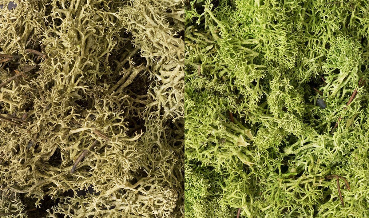 Woodland Scenics 167 Lichen Bag, Light Green Mix (86.6 cu in) - House of Trains