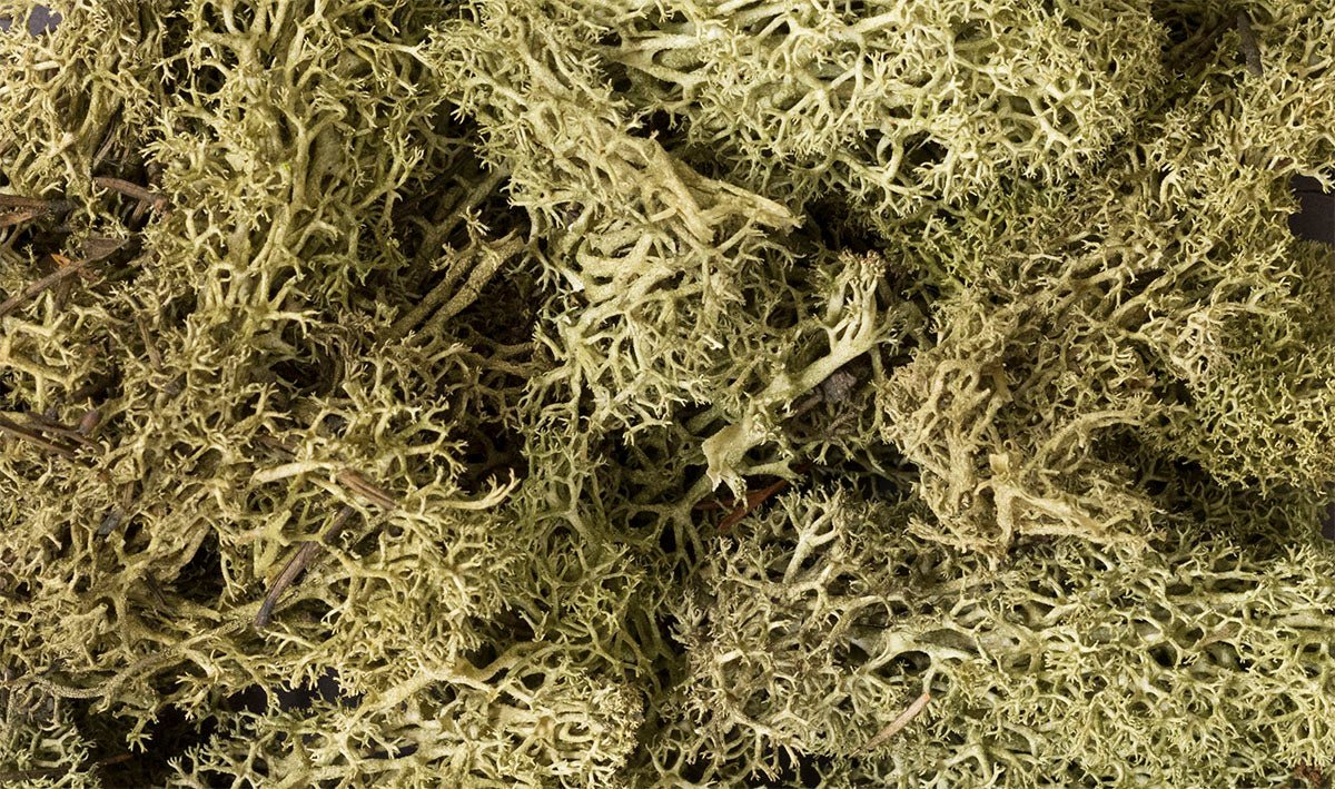 Woodland Scenics 161 Lichen Bag, Spring Green (86.6 cu in) - House of Trains