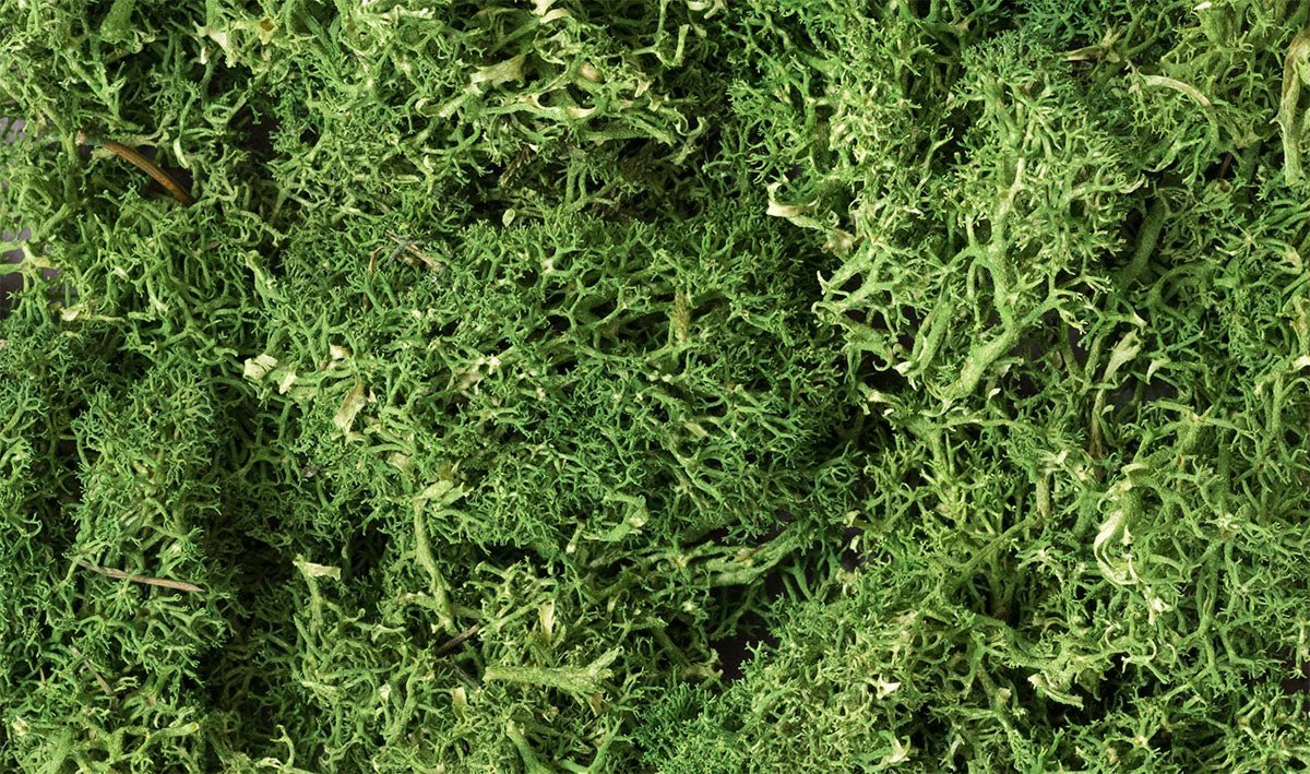 Woodland Scenics 163 Lichen Bag, Medium Green (86.6 cu in) - House of Trains