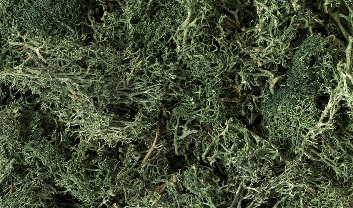 Woodland Scenics 164 Lichen Bag, Dark Green (86.6 cu in) - House of Trains