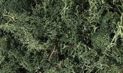 Woodland Scenics 164 Lichen Bag, Dark Green (86.6 cu in) - House of Trains