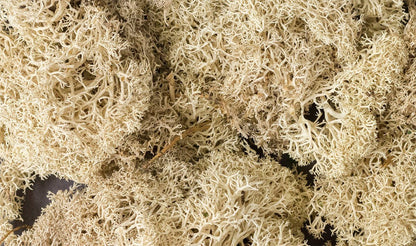 Woodland Scenics 166 Lichen Bag, Natural (86.6 cu in) - House of Trains