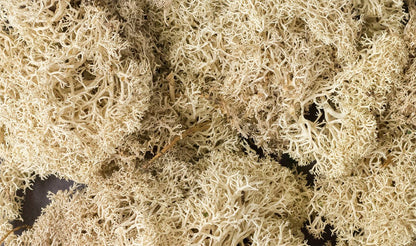 Woodland Scenics 166 Lichen Bag, Natural (86.6 cu in) - House of Trains