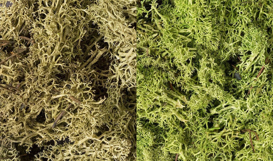 Woodland Scenics 167 Lichen Bag, Light Green Mix (86.6 cu in) - House of Trains