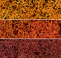 Woodland Scenics 165 Lichen Bag, Autumn Mix (86.6 cu in) - House of Trains